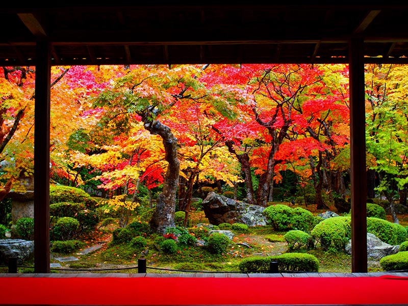 和室からみる秋の日本庭園
